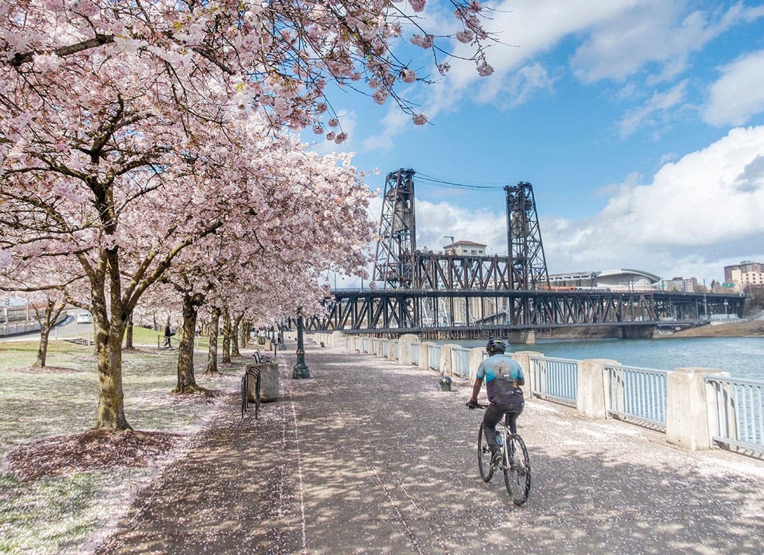 Portland, OR - Cherry Blossoms in Full Bloom as a Cyclist Rides by